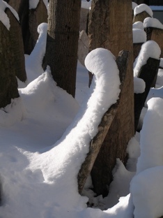 Old Jewish Cemetery